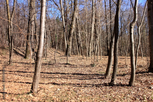 panorama of a winter undergrowth with trunks and dry leaves