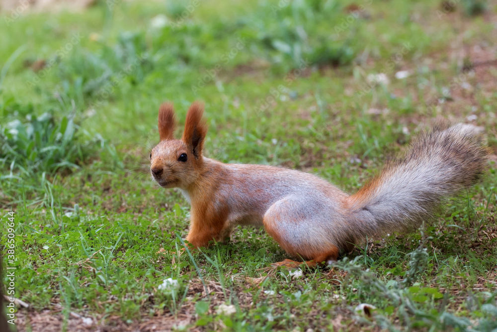Cute squirrel in the Park. Squirrel with a fluffy tail close-up. Cute squirrel in the Park. Squirrel with a fluffy tail close-up.