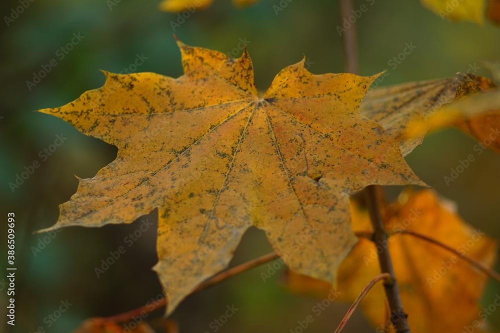 Orange maple leaf on a tree in the autumn forest Orange maple leaf on a tree in the autumn forest