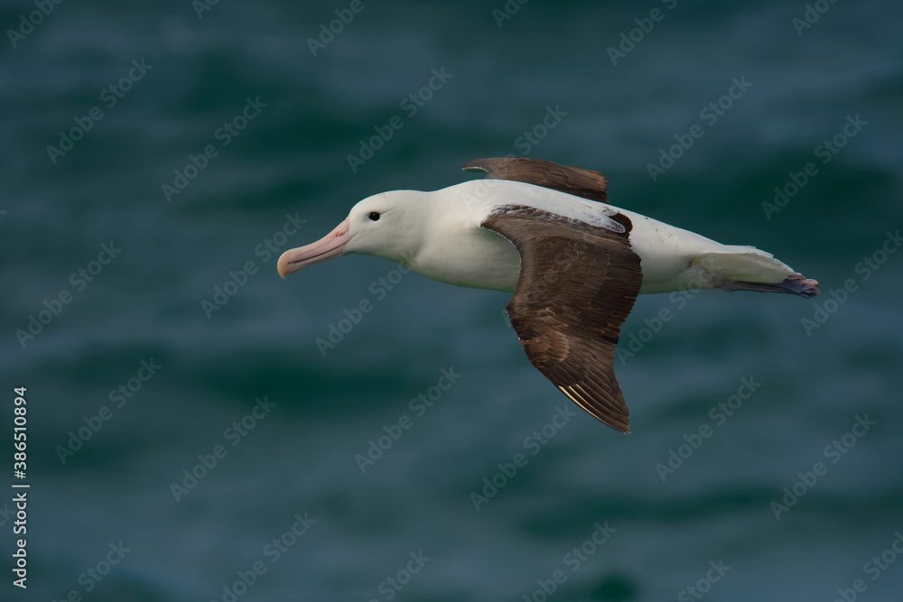 Diomedea sanfordi - Northern Royal Albatross big white bird flying above the blue sea and hunting fish and food in New Zealand near Otago peninsula, South Island Diomedea sanfordi - Northern Royal Albatross big white bird flying above the blue sea and hunting fish and food in New Zealand near Otago peninsula, South Island