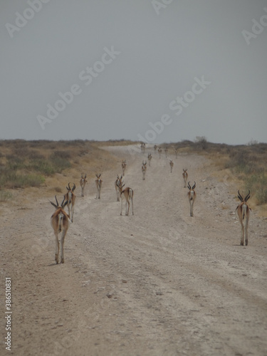 a herd of antelopes on a street