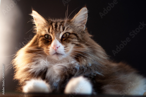 Fototapeta Naklejka Na Ścianę i Meble -  portrait of a beautiful Norwegian forest cat