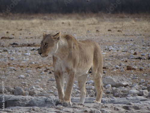 photo of a lioness