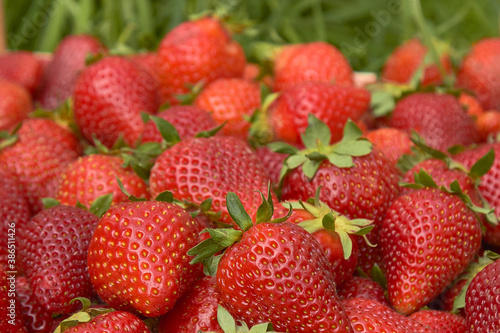 strawberry berry close-up on the background of nature