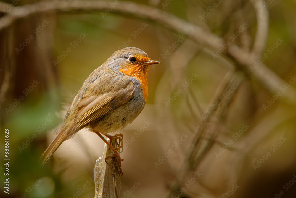 European Robin - Erithacus rubecula on the branch with lichen during autumn. Small songbird with red breast and brown and green background European Robin - Erithacus rubecula on the branch with lichen during autumn. Small songbird with red breast and brown and green background