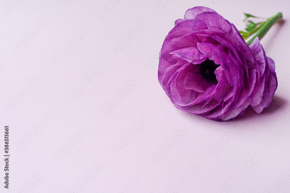 Beautiful purple ranunculus flowers on pink background. Copy space.. Beautiful purple ranunculus flowers on pink background. Copy space..