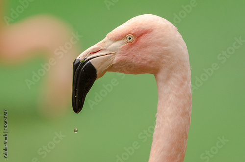 Portrait of American Flamingo