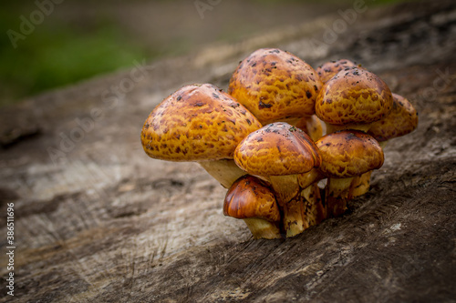 Macro of a Chestnut mushroom (Pholiota adiposa) on a wooden log photo