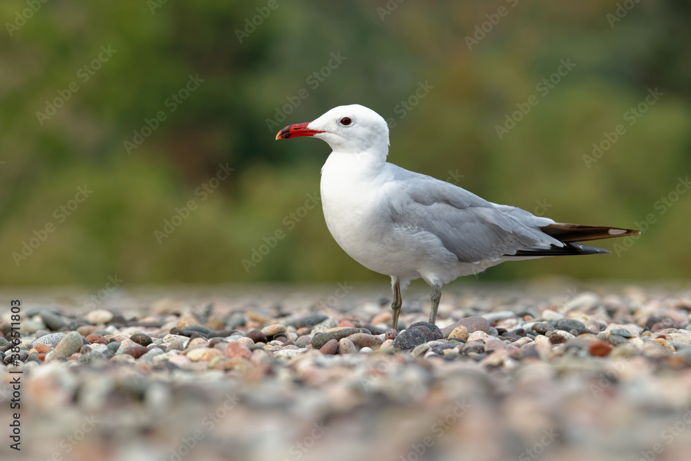 Audouin's Gull - Ichthyaetus audouinii bird standing on the beach, large mostly white gull restricted to the Mediterranean and the western coast of Saharan Africa and the Iberian peninsula