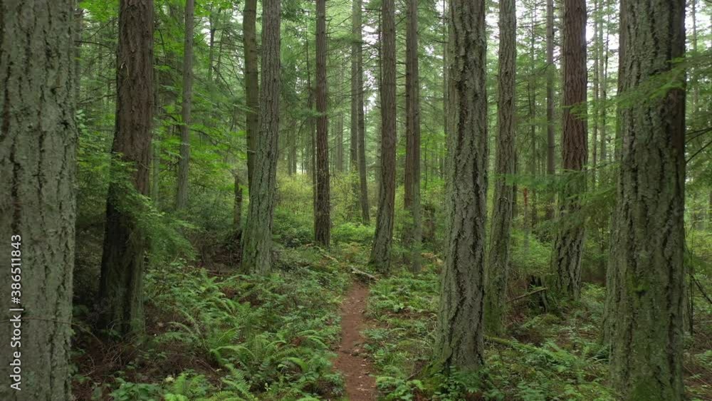 Lush Green Pacific Northwest Rain Forest. Inspiring trip traveling through this dense Douglas Fir and verdant green understory. Nature at its finest. Lush Green Pacific Northwest Rain Forest. Inspiring trip traveling through this dense Douglas Fir and verdant green understory. Nature at its finest.