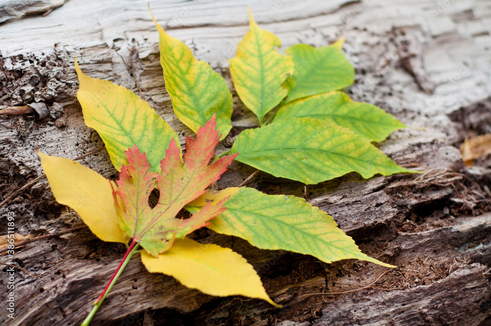 Obraz premium Autumn yellow and orange leaves on an old wooden background.