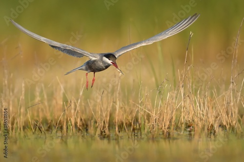 Fotografie Whiskered Tern (Chlidonias hybrida) white and black bird captured in flight, a t