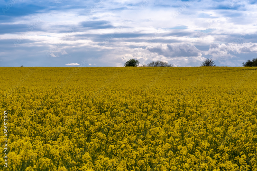 Ein Rapsfeld in der Nähe von Königslutter.