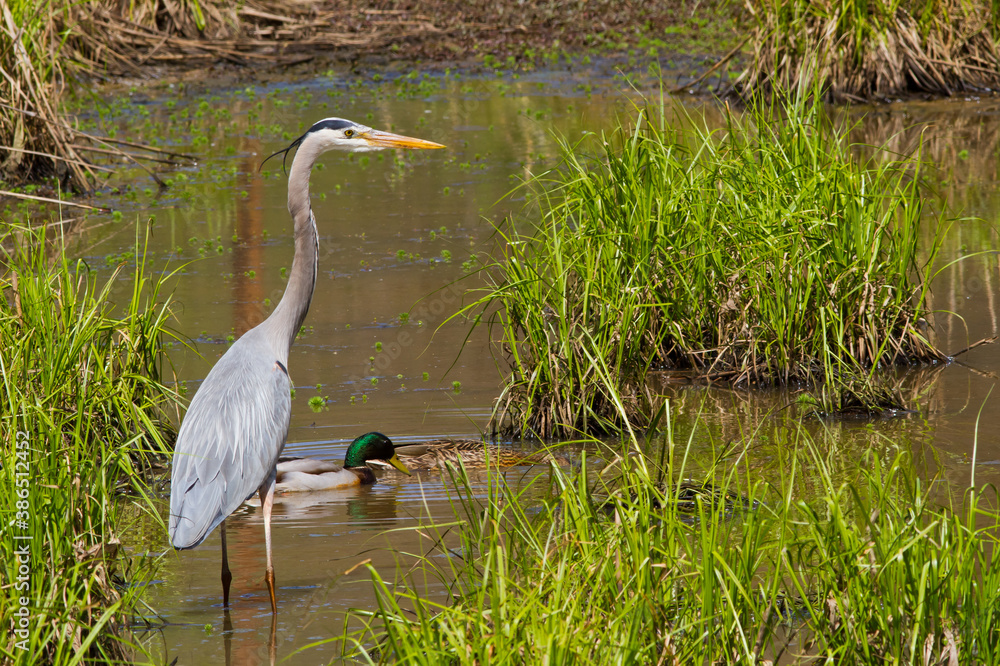 Naklejka premium Great Blue Heron Wading in a Wetland