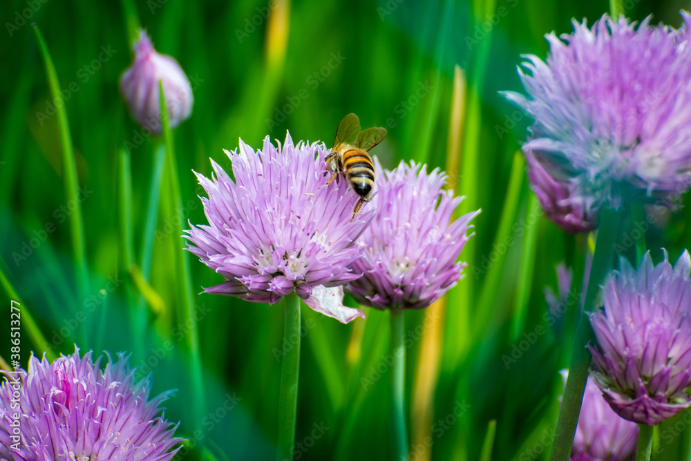 A bee sitting on the flower of a scallion flower A bee sitting on the flower of a scallion flower