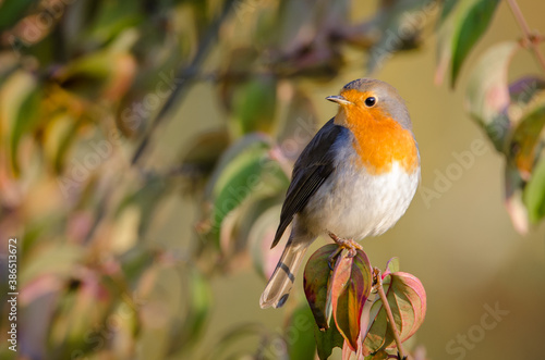 robin on a branch
