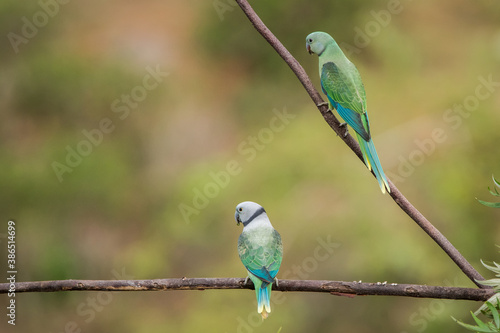 Malabar parakeets on branch
