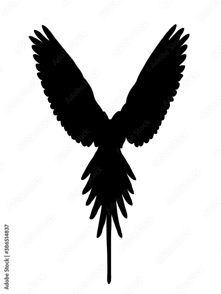 Obraz premium Wings, parrot, bird species, nature, ornithology,