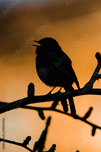 silhouette of a European Robin bird