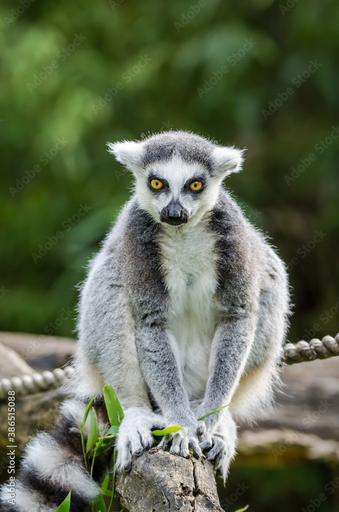 ring lemur