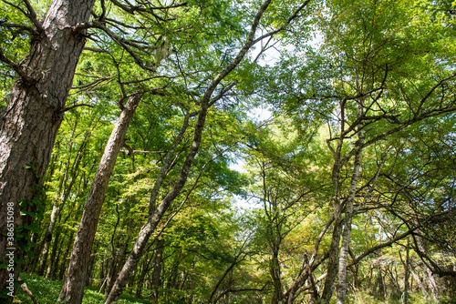 奥日光 遊歩道の森林