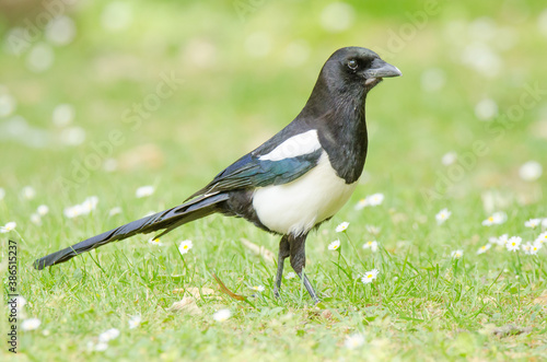 bird on a grass