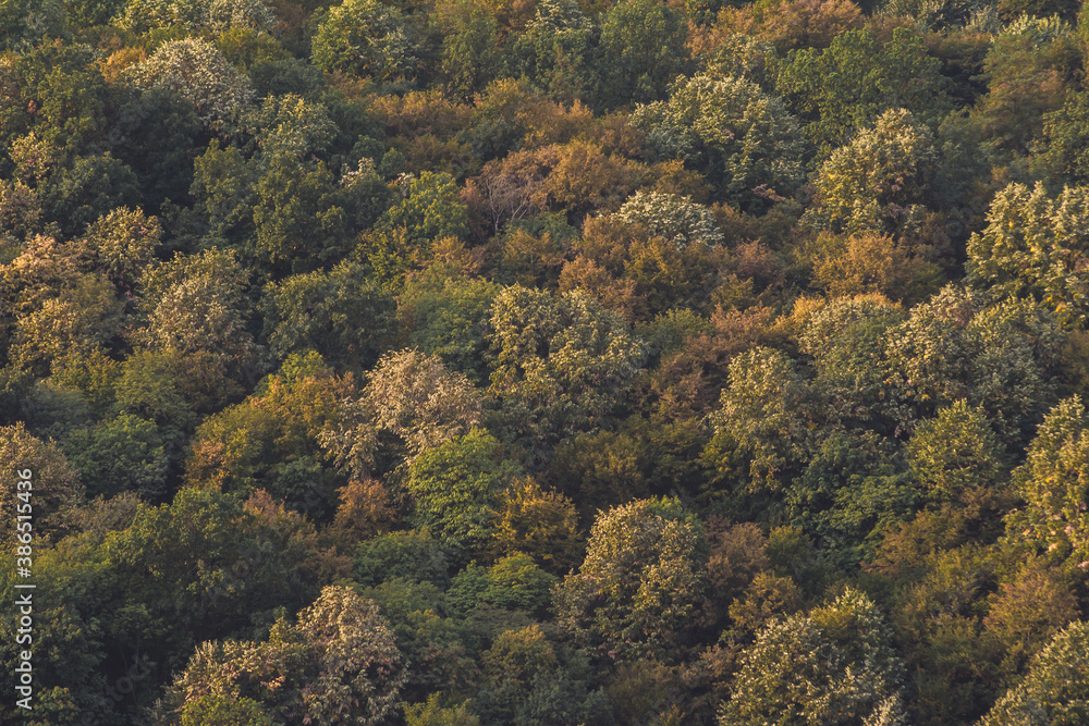 Colorful texture of treetops in autumn