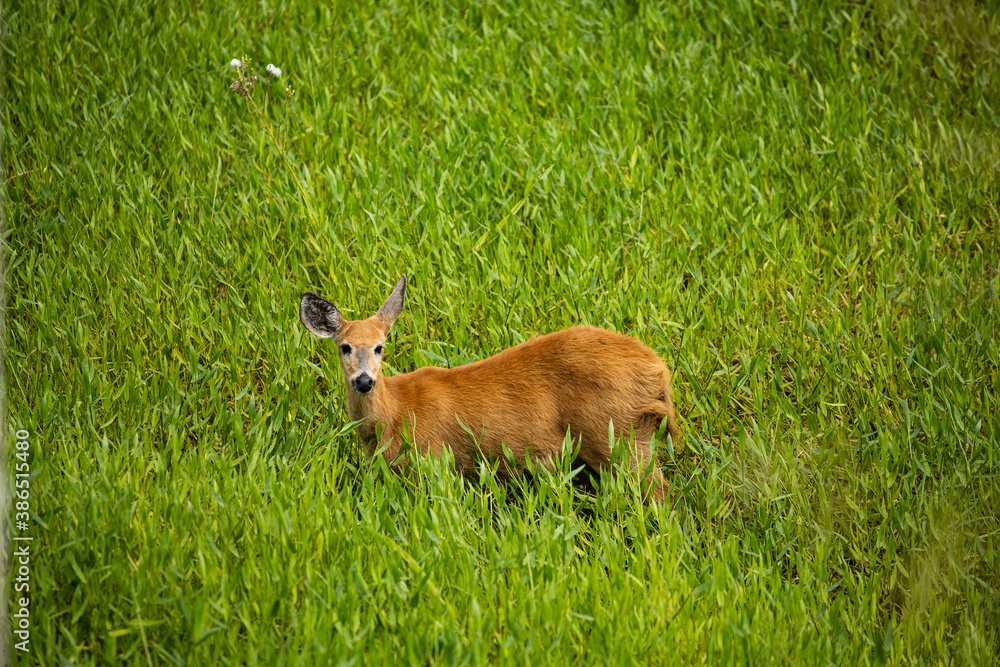 Fototapeta premium Cervo-do-pantanal femea