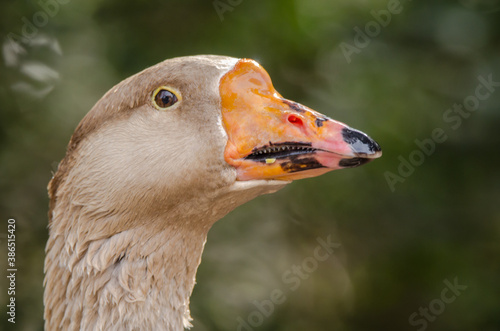 close up of goose