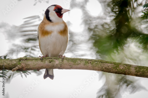 robin on a branch © Deepak