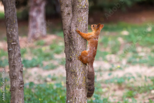 Squirrel on a tree in the Park. A squirrel with a fluffy tail on a blurry background. © Екатерина Дмитренко