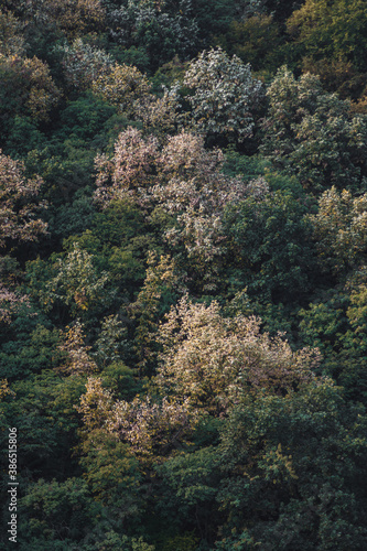 Colorful texture of treetops in autumn