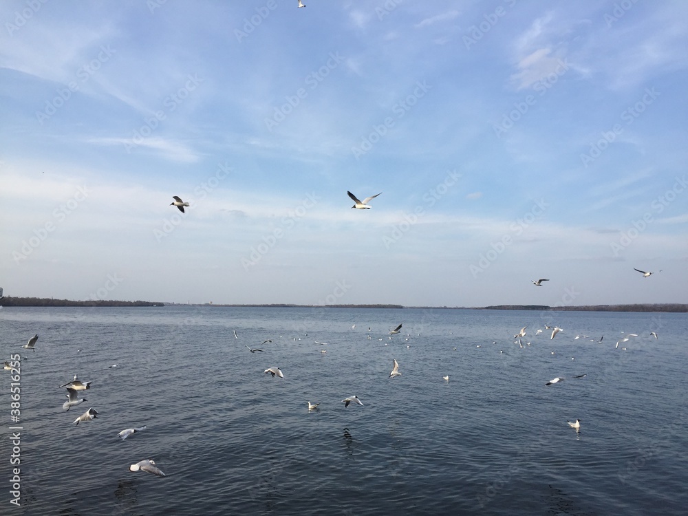 Naklejka premium seagulls on the beach