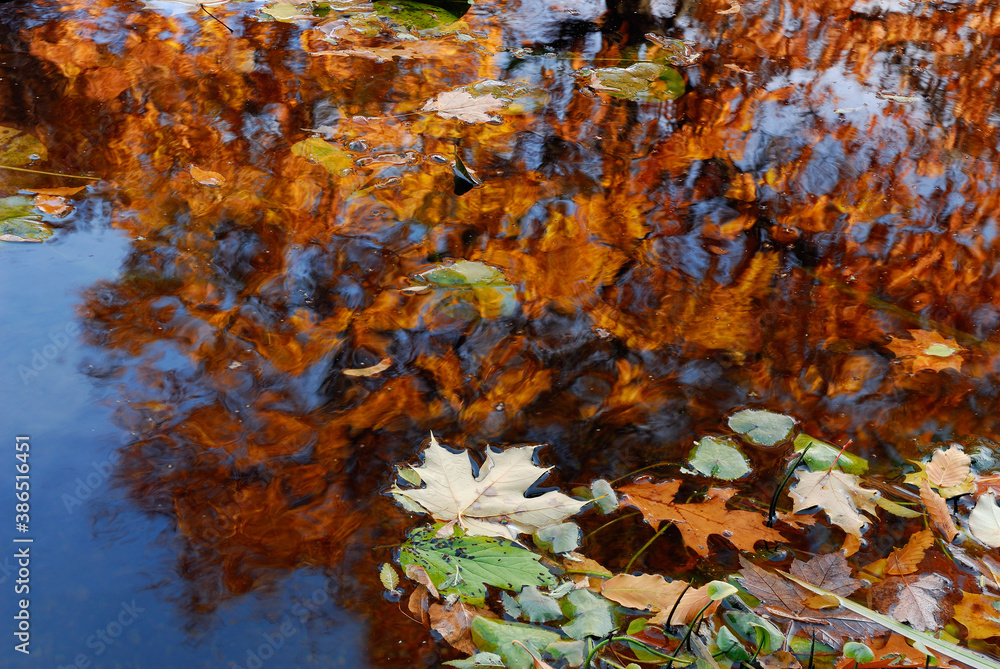 Golden red oak tree leaves reflected in a wind blown pond Golden red oak tree leaves reflected in a wind blown pond