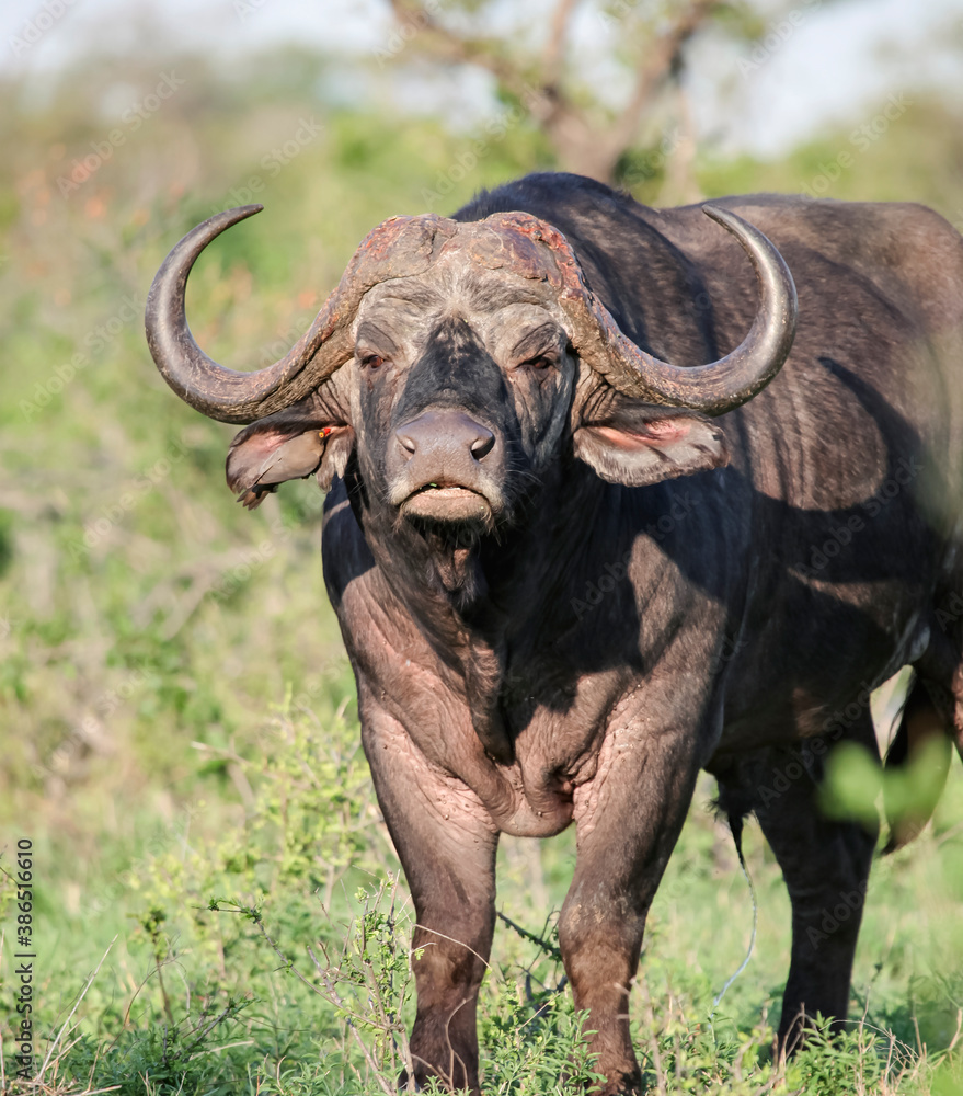 Obraz premium Portrait of an adult male African Buffalo with a trophy Cape.