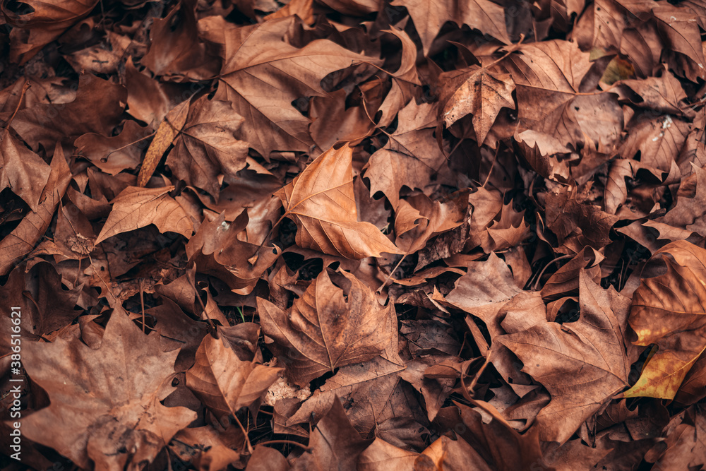 texture and background for autumn. autumn brown leaves that fell from the trees. blanket of autumn covering the ground