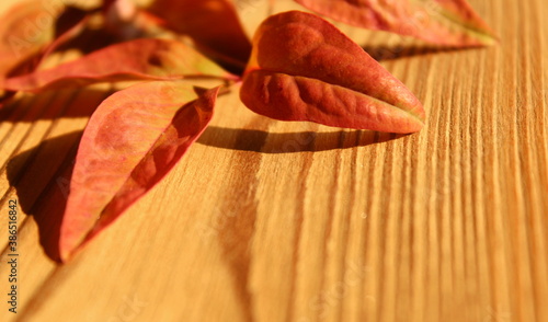 Foglie rosse in autunno sul tavolo di legno