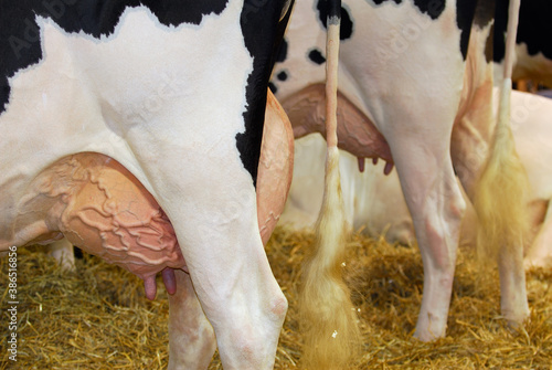 Fotografie Holstein cows in the barn with udders ready to be milked