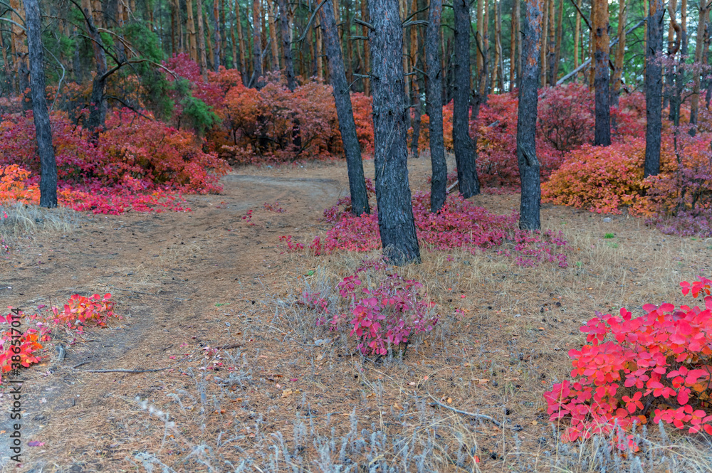 Bright autumn forest with red and orange leaves of smoke tree