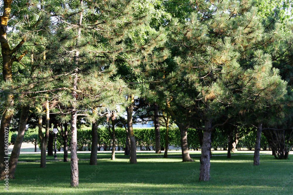 Obraz premium Southern pine Park