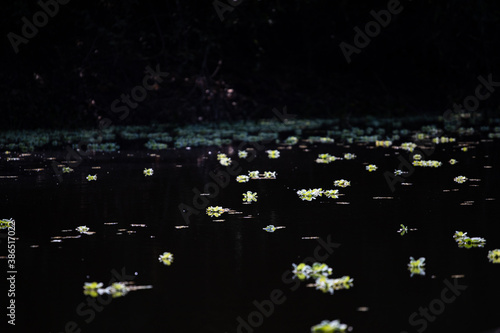 flor da agua 