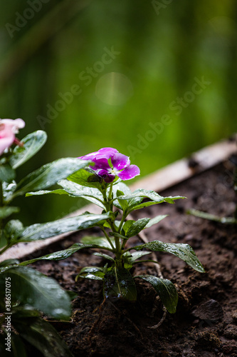 Planta