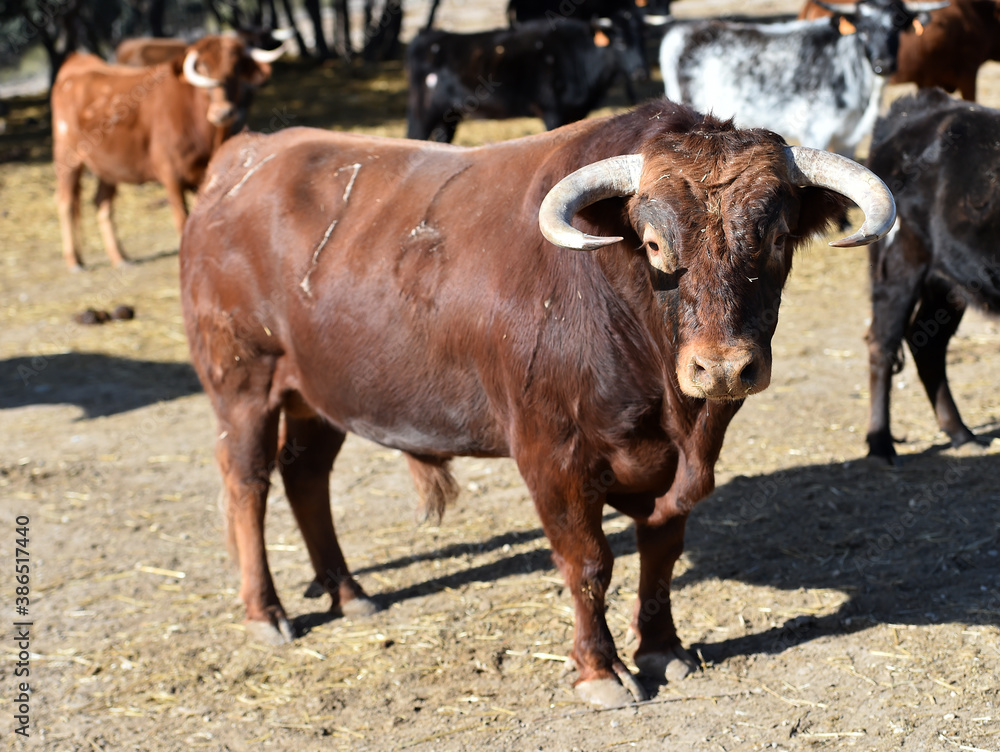 toro español con grandes cuernos toro español con grandes cuernos