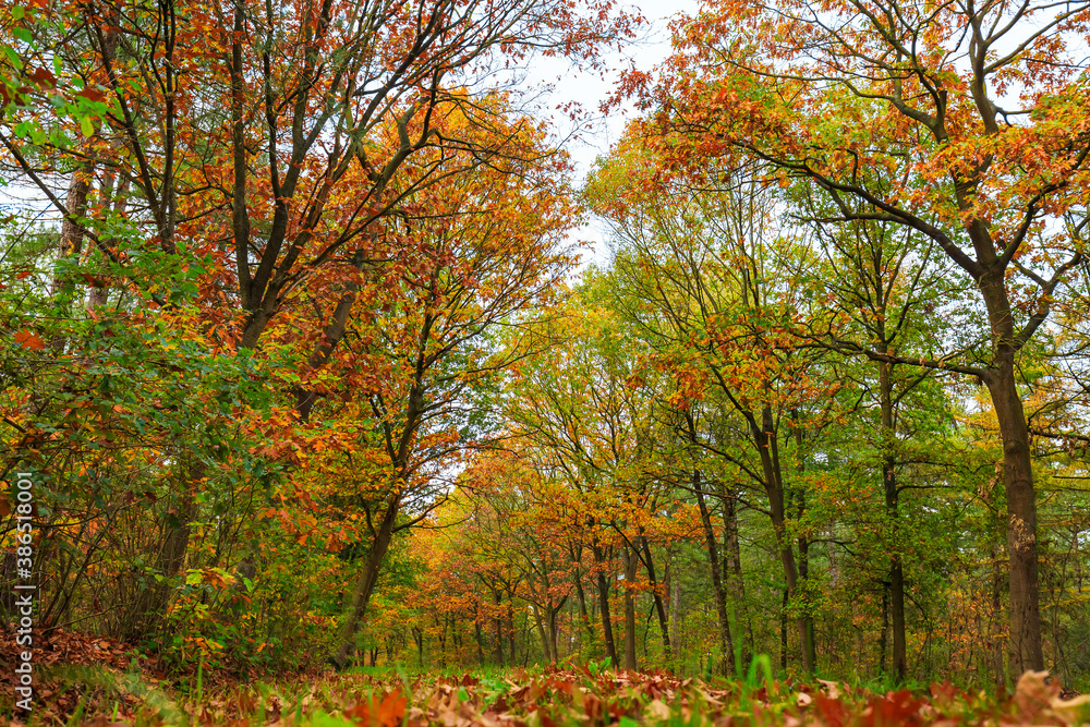 Autumn forest landscape in daylight scenery
