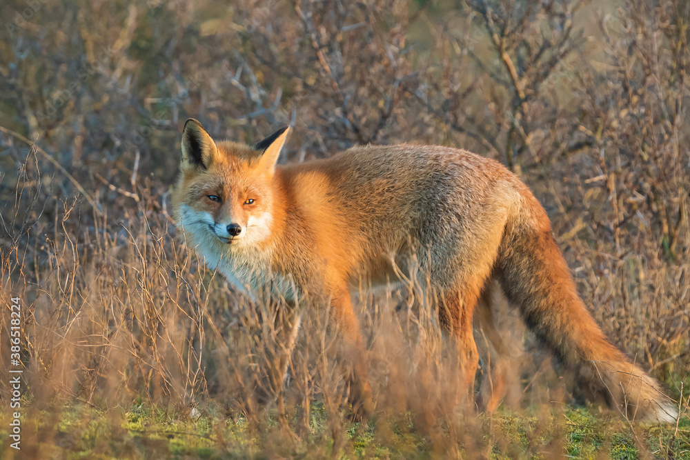 Wild red fox, vulpes vulpes, at sunset Wild red fox, vulpes vulpes, at sunset
