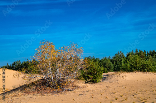 Yellow birch trees and green pines in semi-desert in autumn