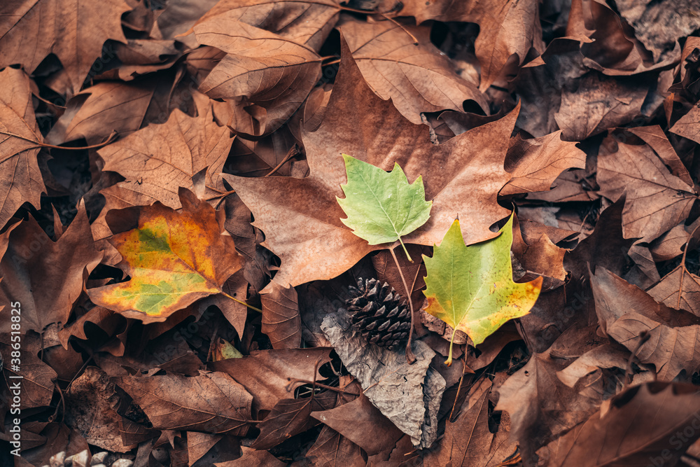 texture and background for autumn. autumn brown leaves that fell from the trees. blanket of autumn covering the ground texture and background for autumn. autumn brown leaves that fell from the trees. blanket of autumn covering the ground