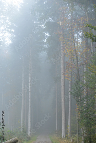 chemin de randonnée en forêt un jour de brouillard en automne