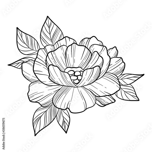 Peony rose flower icon. Hand drawn and outline illustration of peony rose flower vector icon for web design
