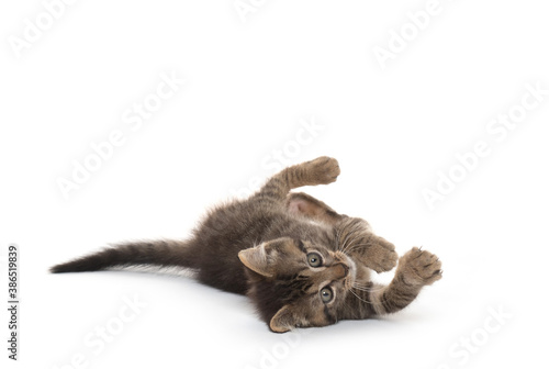 Cute kitten laying down on white background
